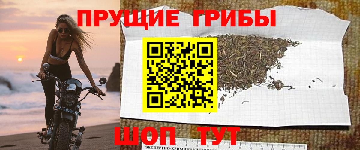 Псилоцибиновые грибы мицелий Большой Камень